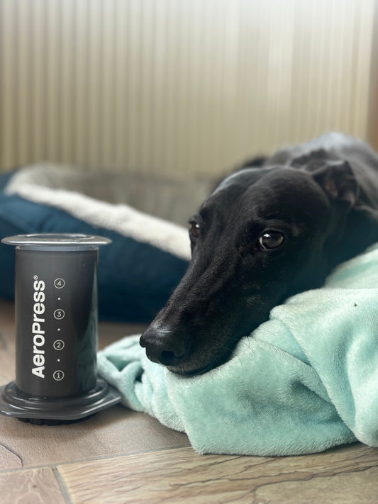 Brew Guide: The Ultimate AeroPress Brew Guide